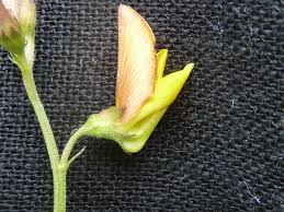 Image result for Crotalaria distans