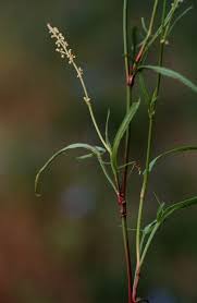 Image result for Rumex lanceolatus