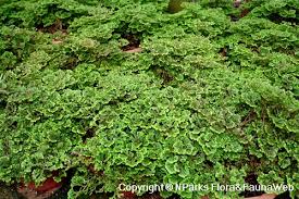 Image result for Selaginella soyauxii