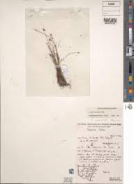 Image result for Isolepis costata