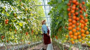 10 Captivating Facts About Greenhouses: From Ancient Roots to Future Tech