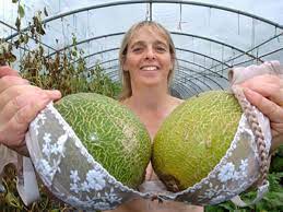 Melon farmer finds perfect answer to support heavy fruit.. bras - Daily  Record