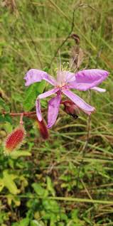 Image result for Clappertonia ficifolia