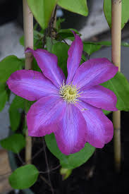 Image result for Clematis