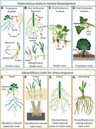 Validate User In 2021 Plant Roots Stem Activities Plants