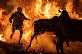 Kichchu Haisodu is a ritual part of Makara Sankranti in Rural areas (also  few parts of Bengaluru) where the livestock and farmers jump through the  fire. — This happens in Mandya, villages