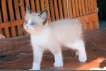 Manx Kittens for Sale - Adoptapet