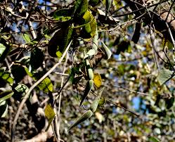Image result for Tacazzea rosmarinifolia