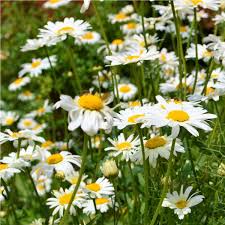 Image result for foto Kopretina