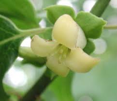 Image result for Diospyros mafiensis