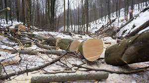 Wann darf man bäume nicht fällen? Baume Fallen Bitte Immer Nur Im Winter Bei Freize