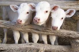 Country Life Cute Cows Baby Cows Cow Calf