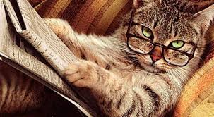 35 photos of animals that were taken at the perfect time. Pin On Hysterical