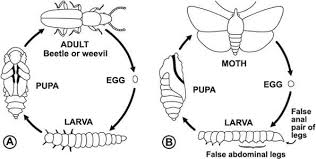Plants' responses to pests are optimised—they're most resistant to pests at the time of day the pests are active, says webb. Garden Insect Primer Getting To Know Common Garden Insect Pest Groups And Their Associated Signs Of Plant Damage Ecological Landscape Alliance