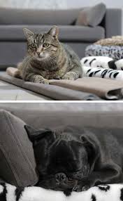 Le temple du glamour pour chiens et chats. Canapes Pour Chiens Design Grand Confort