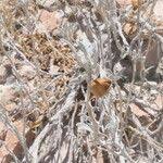 Image result for Ipomoea adenioides