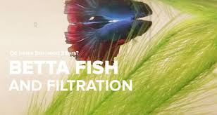 Need help finding the best filter for your betta fish aquarium? Do Betta Fish Need A Filter Bettafish Org