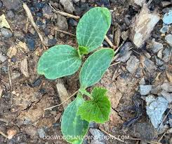 They also taste best if they've been hit by a frost or 2 before harvest. Direct Sowing Vs Transplants Dogwoods Dandelions