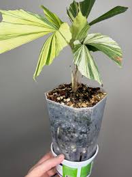 Image result for Caryota urens