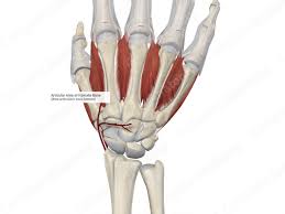 Image result for Hamate Bone