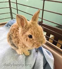 This Bunny Is An Astrex Mini Rex 3 Pet Bunny Cute Baby Bunnies Baby Animals