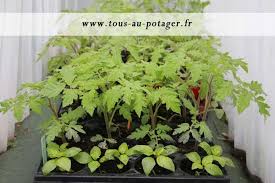 Ces trois jours du milieu du mois de mai sont traditionnellement le symbole d'une chute brutale des températures. Bien Rempoter Vos Tomates Pour Obtenir Des Plants Forts Et Robustes