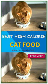 Instead, the best cat food for weight gain keeps your cat strong and healthy with plenty of protein. Best High Calorie Cat Food Sensitive Stomach Cat Food Cat Food Feline Health