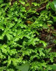 Image result for Selaginella afrorum