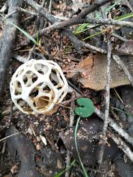 Image result for Eulophia hirschbergii