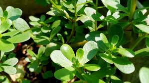 Increases heart health the cardiovascular benefits of consuming the purslane plant comes from the high quantity of omega 3 fatty acids. Genda Kola Portulaca Oleracea Uses Omega 3 Dostara Com