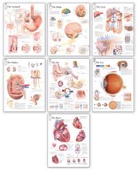 Body Organ Wall Chart Set