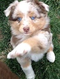 Take my paw and we can make this journey together. 🐾🐾🐾