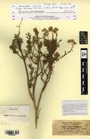 Image result for Erigeron schimperi