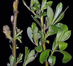 Image result for Salix
