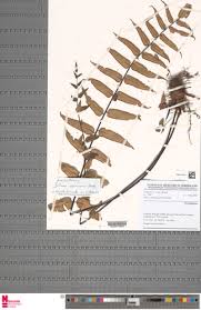 Image result for Pellaea doniana