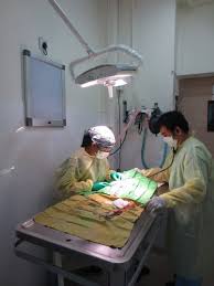 Mount Pleasant Clinic Operates Various Vet Centres In Singapore The Services Offered At These Centres Can Be Categori Veterinary Care Veterinary Services Vets