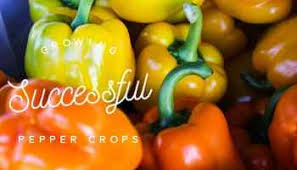 We did not find results for: How To Grow Bell Peppers Capsicum Annuum Gardening Channel