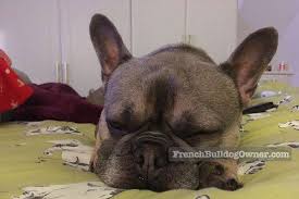 Since they are not outside dogs, french bulldogs best suit indoor living conditions where they can snuggle in a warm. How Many Hours A Day Does A French Bulldog Sleep Habits Schedule