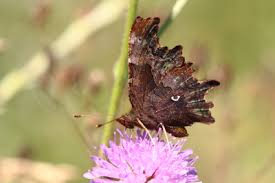 Image result for Polygonia c-album