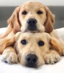 Also,the breed's friendly, tolerant attitude makes them fabulous family pets, and their intelligence makes them highly capable working dogs. 900 Golden Retriever Quotes Ideas In 2021 Golden Retriever Golden Retriever Quotes Retriever