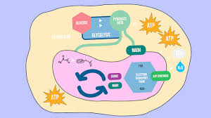 It made the process more energetically efficient, thus promoting the development of higher. Cellular Respiration Song Jam Campus Education