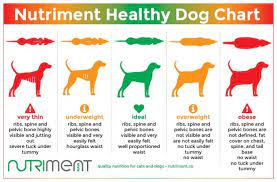 German Shepherd S Weight And Height The Complete Guide And Charts