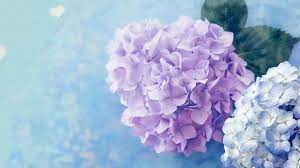 Purple Hydrangea Wallpapers Hd Hydrangea Wallpaper Flower Seeds Hydrangea