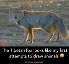 Via Me Me Fox Species Tibetan Fox Bizarre Animals