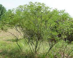 Image result for Indigofera velutina