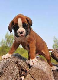 Pin By Tracee Murphy On Adorable Boxers In 2020 Boxer Puppies Boxer Puppy Training Boxer Puppy