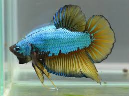 Some bettas have spots like a dalmatian while others have a marble pattern on their body and fins. Dragon Scale Betta For Sale List Of Dragon Scale Betta Varieties Available Bettafishforsale Org