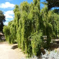 Image result for Maytenus chasei