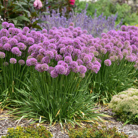 Garden bed with mixed plantings