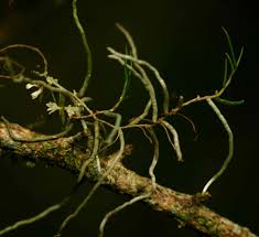 Image result for Solenangis